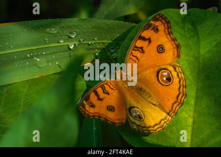 Ein wunderschöner Pansy Butterfly aus dem Pfau thront auf einem Blatt in einem Park in Mumbai, Indien Stockfoto