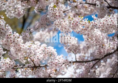Kirschblüte im Stadtpark Strömparken im Frühling in Norrköping Schweden. Norrkoping ist eine historische Industriestadt in Schweden. Stockfoto