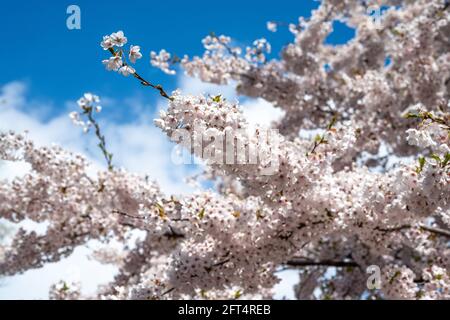 Kirschblüte im Stadtpark Strömparken im Frühling in Norrköping Schweden. Norrkoping ist eine historische Industriestadt in Schweden. Stockfoto