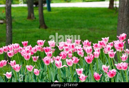 Frühling hell blass rosa Tulpen auf einem Blumenbett eines Stadtparks. Speicherplatz kopieren. Stockfoto