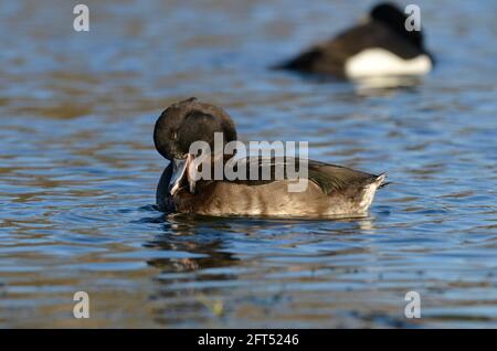 Getuftete Ente - Aythya fuligula - 1. Winterweibchen Stockfoto