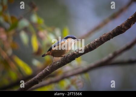 Weißschwanz-Nuthatch, Sitta himalayensis, Pangolekha Wildlife Sanctuary, Sikkim, Indien Stockfoto