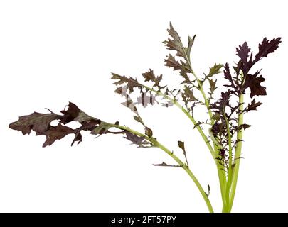 Frisch gepflückte Blätter des biologisch angebauten Salatsenfs Brassica juncea 'Red Lace' auf weißem Hintergrund Stockfoto