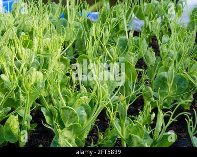 Marrowfat Gartenerbsen, Pisum sativum, angebaut für essbare Erbsensprossen in einem kleinen britischen Küchengarten Stockfoto