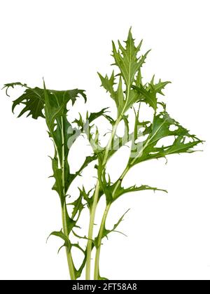 Frisch gepflückte Blätter des biologisch angebauten Salats mizuna, Brassica rapa var. japonica, auf weißem Hintergrund