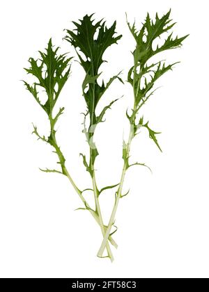Frisch gepflückte Blätter des biologisch angebauten Salats mizuna, Brassica rapa var. japonica, auf weißem Hintergrund Stockfoto