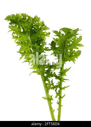 Frisch gepflückte Blätter des biologisch angebauten Salatsenfs Brassica juncea 'Pizzo' auf weißem Hintergrund Stockfoto