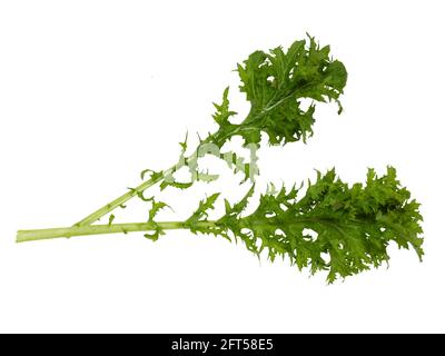 Frisch gepflückte Blätter des biologisch angebauten Salatsenfs Brassica juncea 'Pizzo' auf weißem Hintergrund Stockfoto