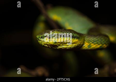 Bamboo Pit Viper, Trimeresurus gramineus, Satara, Maharashtra, Indien Stockfoto