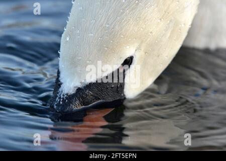 Stummer Schwan - Cygnus olor - Weide für Erwachsene Stockfoto