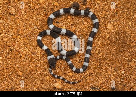 Gemeine Geißelschlange, Ganzkörperaufnahme, Dryocalamus nympha, Hampi, Karnataka, Indien Stockfoto