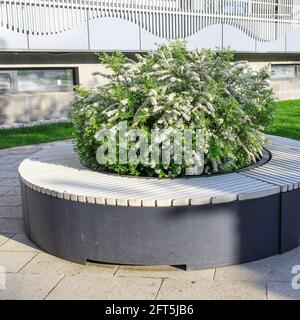 Blühende Spinnenbüsche in grauen Holzbänken in einem Erholungspark. Urbanes Design. Stockfoto