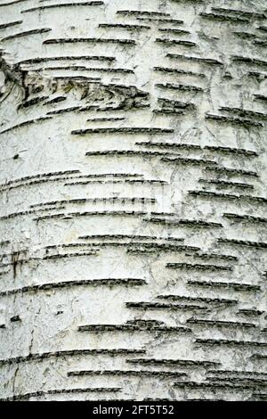 Birke Rinde Textur Betula verucosa Stockfoto