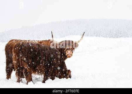 Hochlandrinder im Schnee Stockfoto