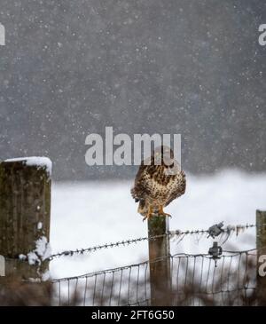 Bussard auf einem Zaunpfosten Stockfoto