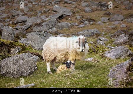 Freie Tiere, Schafe und Widder neu geboren. Stockfoto