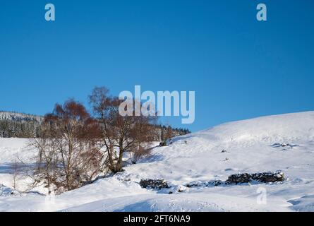 Berghasen und Pfade im Schnee, Schottland Stockfoto