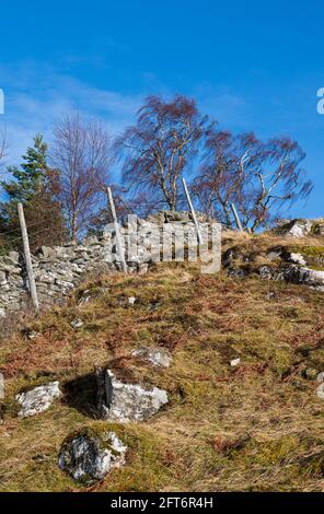 Steinmauer und Hirschzaun am Hang, Schottland Stockfoto