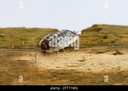 Holzhaus auf verfallener Holzart Stockfoto