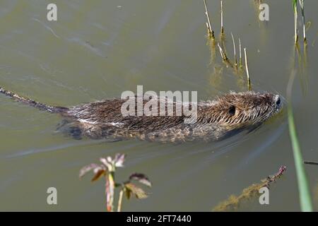 Nutria, Myocastor coypus, schwimmen Stockfoto