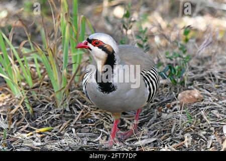 Chukar, Rebhühner (Alectoris chukar), Stockfoto