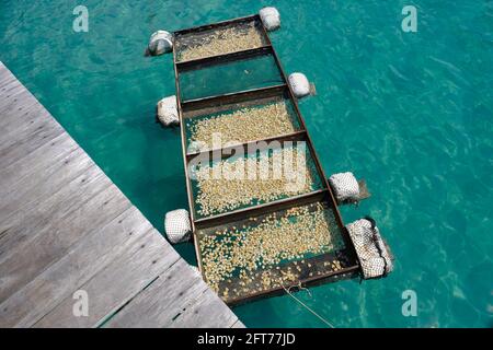 Indonesien Anambas-Inseln - Jemaja Insel Padang Melang Beach Gonggong Oder Perlmutt Stockfoto