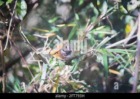 Weiß-gebräuntes Fulvetta, Fulvetta vinikectus, Okre, Sikkim, Indien Stockfoto