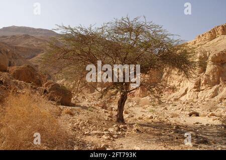 Akazienbaum und der felsige Boden des rauen Geländes im trockenen Flussbett von Nahal oder Nachal Tzafit in der trockenen Negev-Wüste. Israel. Stockfoto