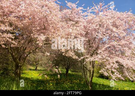 Prunus Incisa Pink Ballerina Bäume Stockfoto