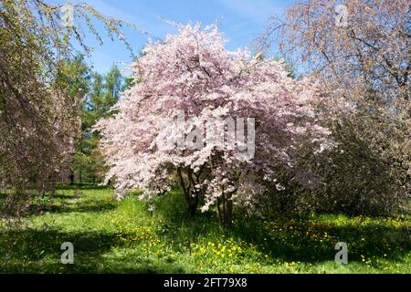 Prunus Incisa Pink Ballerina Spring Garden Meadow schönes Wetter Stockfoto