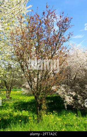 Prunus kurilensis „Ruby“ Prunusbaum Frühling im Garten Stockfoto