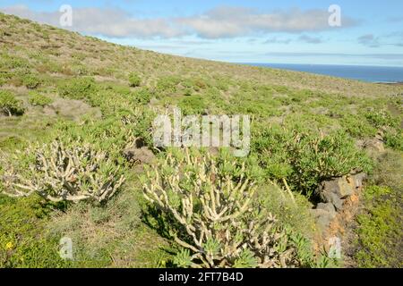 Landschaft auf der kanarischen Insel Lanzarote in Spanien Stockfoto