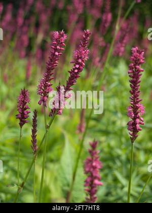 Hübsche Blütenspitzen von Persicaria amplexicaulis in einem Garten mit verschwommenem grünem Hintergrund. Schärfentiefe schlucken Stockfoto