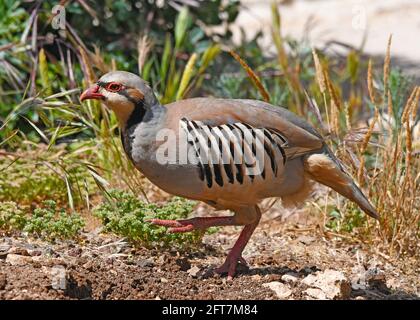 Chukar, Rebhühner (Alectoris chukar), Stockfoto