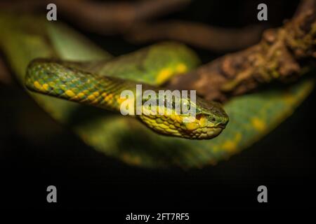 Bamboo Pit Viper, Trimeresurus gramineus, Satara, Maharashtra, Indien Stockfoto