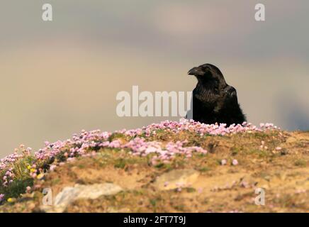 Ein einziger Rabe (Corvus Corax), der auf einer Klippe wacht, Pembrokeshire Stockfoto