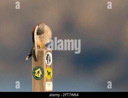 Ein wilder Kestrel (Falco tinnunculus) Preening auf einem Holzpfosten auf dem Pembrokeshire Küstenweg Stockfoto