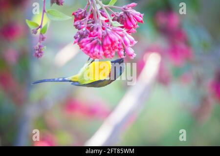 Grünschwänzter Sonnenvogel, Aethopyga nipalensis, Sikkim, Indien Stockfoto