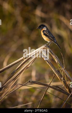 Sibirischer Steinechat, Saxicola maurus, Madhya Pradesh, Indien Stockfoto