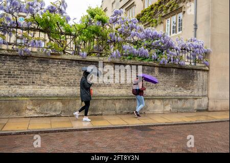 Cambridge, Großbritannien. Mai 2021. Die Menschen gehen an der Glyzinie vorbei, die an den Wänden des Sidney Sussex College mit Regenschirmen und Regenmänteln blüht. Die späten Frühjahrsblüten sind unter für die Saison unheimlich nassen und kalten Bedingungen, da das britische Wetter für die Jahreszeit weiterhin unruhig ist. Kredit: Julian Eales/Alamy Live Nachrichten Stockfoto