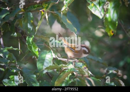 Weiß-gebräuntes Fulvetta, Fulvetta vinikectus, Okre, Sikkim, Indien Stockfoto