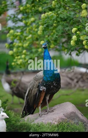 Pfau Männchen posiert auf einem schönen grünen Hintergrund. Vertikales Bild Stockfoto