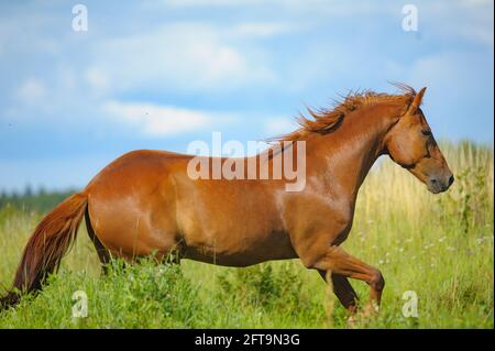 Kastanienpferd läuft auf dem Feld Stockfoto