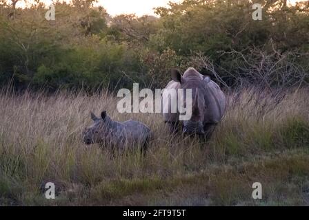 Morher und Kalb, weißes Nashorn, Krüger-Nationalpark, Südafrika. Stockfoto