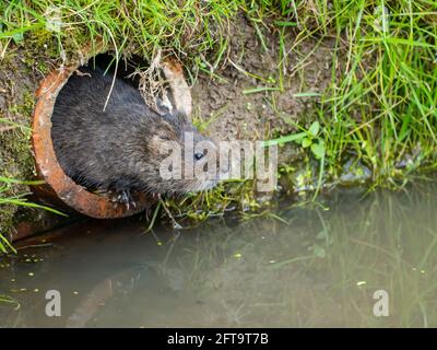 Wasserwühlmaus, die aus einem Loch schaut Stockfoto