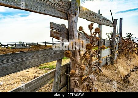 Dry Brown Klette (Spine) wächst in der Nähe eines ländlichen hölzernen alten Zaun. Sonnigen Sommertag, blauer Himmel auf dem Hintergrund. Stachelige Pflanze Stockfoto