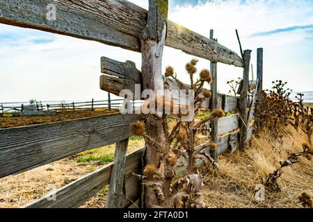 Dry Brown Klette (Spine) wächst in der Nähe eines ländlichen hölzernen alten Zaun. Sonnigen Sommertag, blauer Himmel auf dem Hintergrund. Stachelige Pflanze Stockfoto