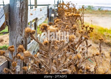 Dry Brown Klette (Spine) wächst in der Nähe eines ländlichen hölzernen alten Zaun. Sonnigen Sommertag, blauer Himmel auf dem Hintergrund. Stachelige Pflanze Stockfoto