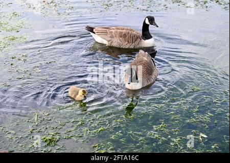 Kanadische Gänse (Branta Canadensis) und Gänse, River Cray, Foots Cray Meadows, Sidcup, Kent. VEREINIGTES KÖNIGREICH Stockfoto