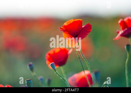 Rote Mohnblumen und Köpfe, grünes Gras und andere violette Vetch-Blumen im Sommerfeld Nahaufnahme Bild. Gereifte Mohnkapseln in den Strahlen des Sonnenuntergangs Stockfoto